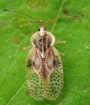 Brinjal Lace Wing Bug